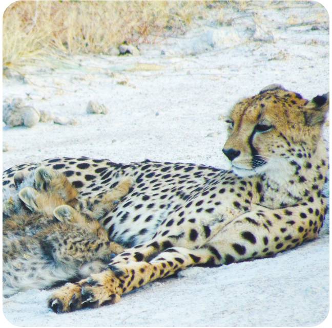 Leopards in wild in Namibia study abroad trip